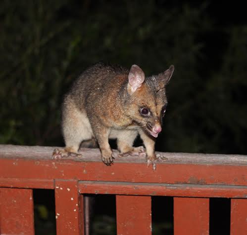 Why Possums Are Jerks