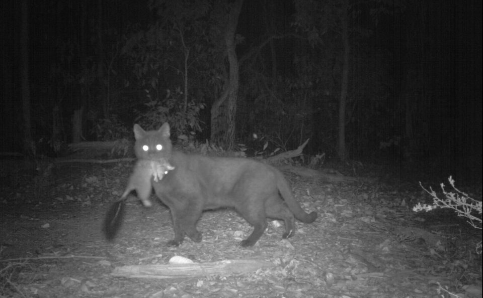 Feral cats cutting a swathe through wildlife?