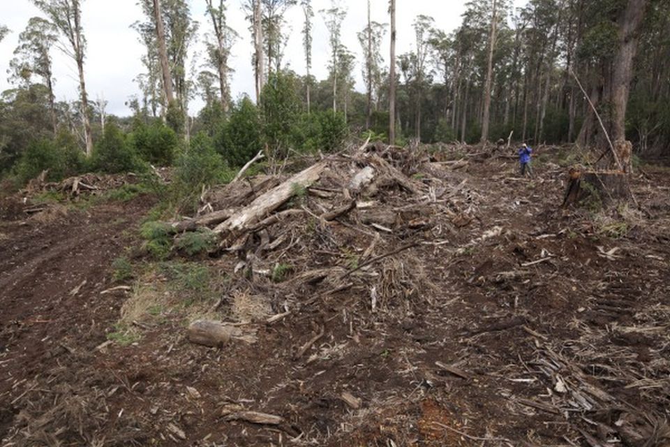 Burning forests for electricity? No way!