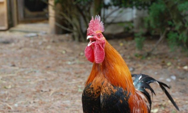 Did you know May is Respect for Chickens Month?