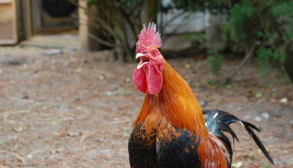 Did you know May is Respect for Chickens Month?