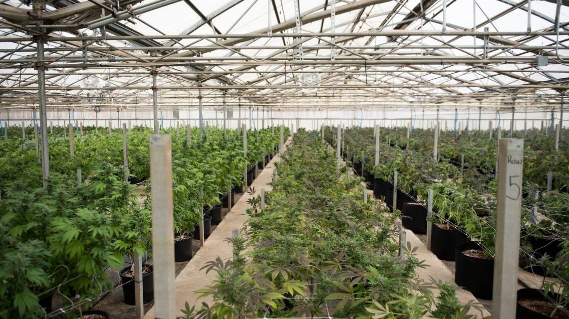 Everything you wanted to know about the cost of dope