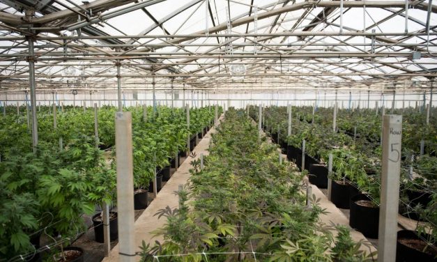 Everything you wanted to know about the cost of dope