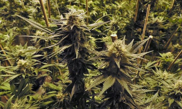 How the Government launders drug money – Ellen Brown