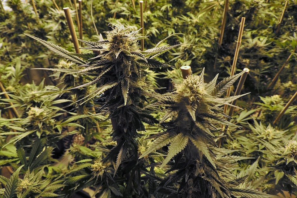 How the Government launders drug money – Ellen Brown