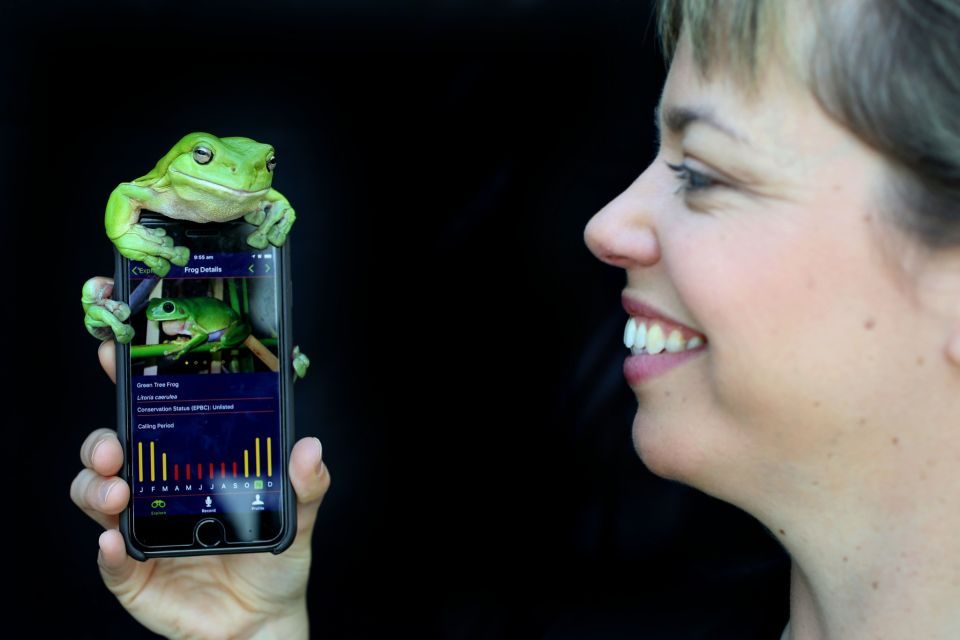 Help save frogs with your phone