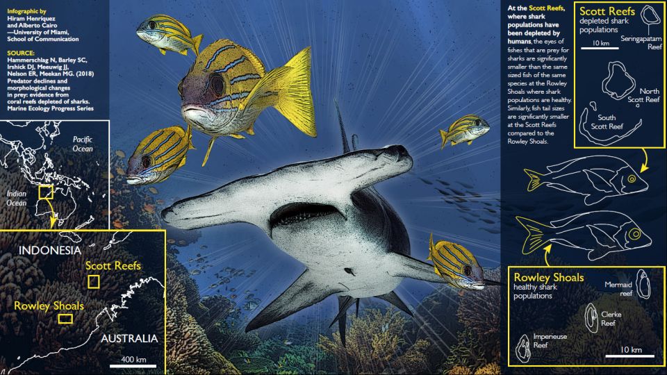 Sharks vital to marine ecosystems – new report