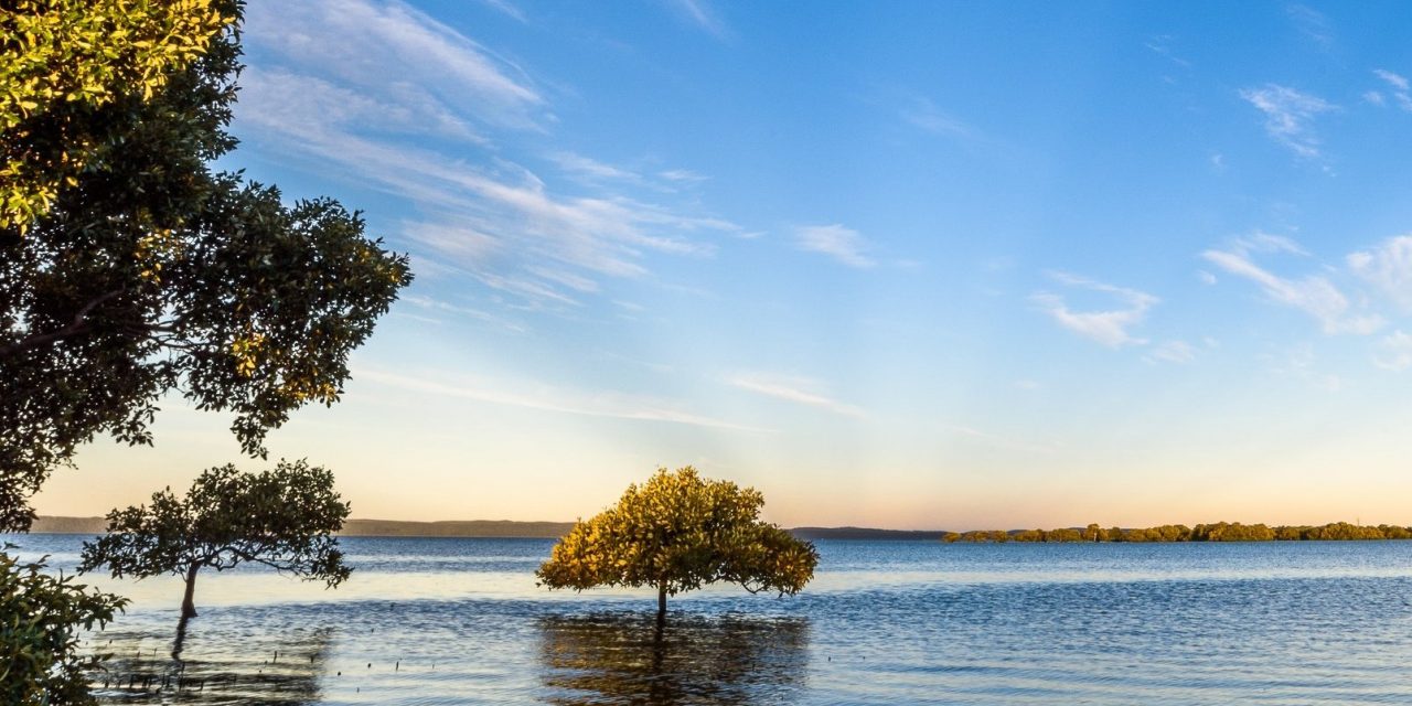 Birdlife Australia’s campaign to protect Toondah wetlands – #ExtinctionCrisis