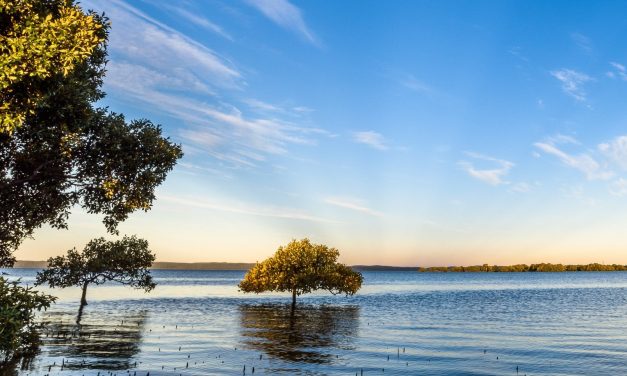 Birdlife Australia’s campaign to protect Toondah wetlands – #ExtinctionCrisis