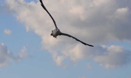 Seabird numbers in decline – new report
