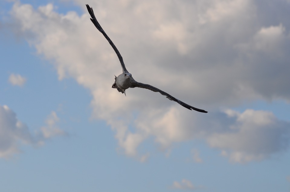 Seabird numbers in decline – new report