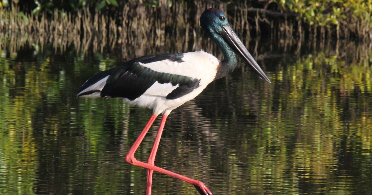 Blue carbon partnership to strengthen adaptation and resilience on the #SunshineCoast.
