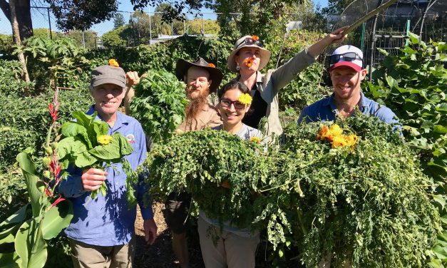 Jane Street Community Garden under threat