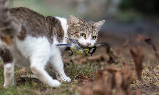WE NEED TO TALK ABOUT … CATS