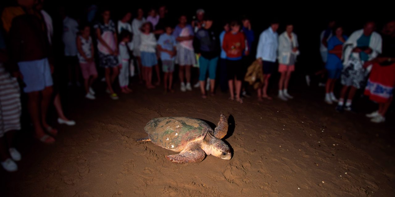 Merlie the turtle to unlock secrets of the species
