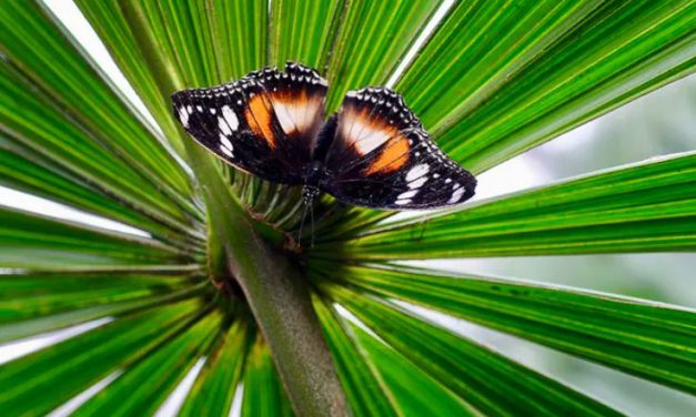 Scientists fear insect populations are shrinking. Here are six ways to help