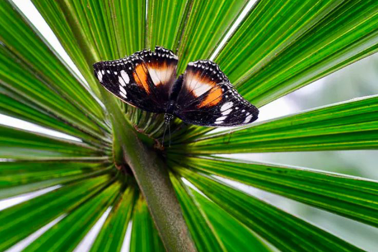 Scientists fear insect populations are shrinking. Here are six ways to help