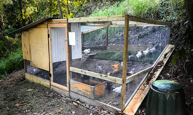 Community Chicken Coop