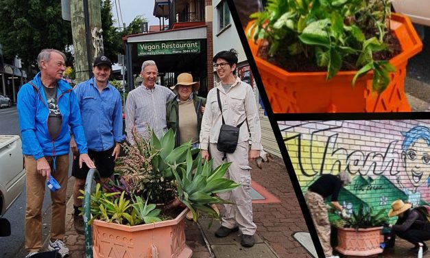 Boundary Street planters get Sunday morning facelift