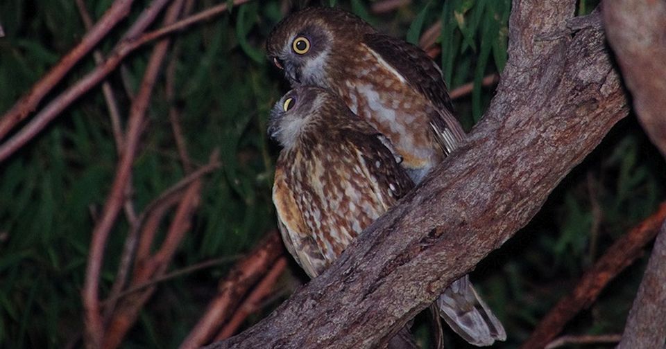 The silent killer slaughtering our night birds