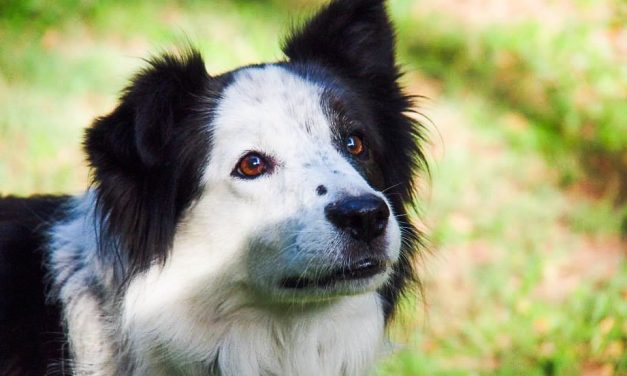 Avoid anxiety and include your pets in your return to work plans