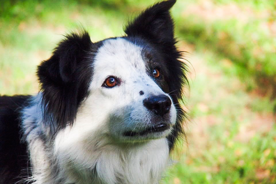 Avoid anxiety and include your pets in your return to work plans