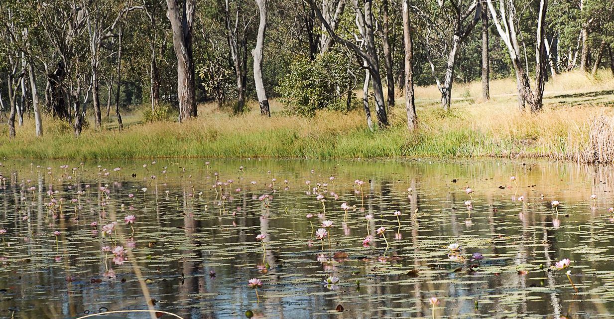 Minister rejects some key recommendations of Federal environment law review