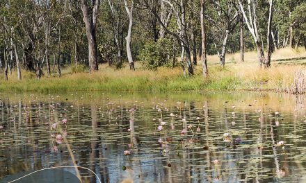 Minister rejects some key recommendations of Federal environment law review