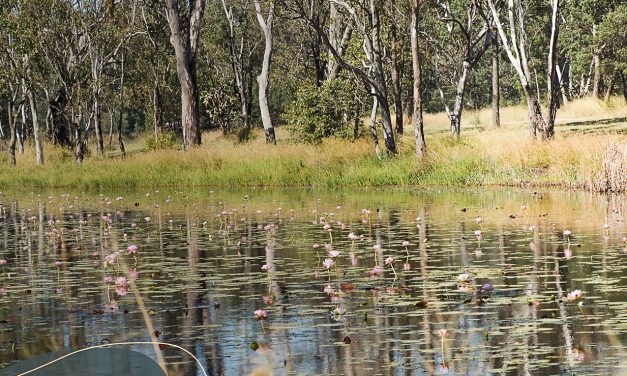 Minister rejects some key recommendations of Federal environment law review