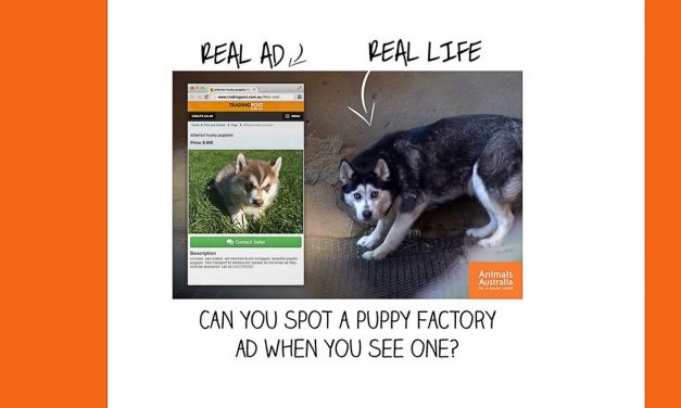 When puppy farms and backyard breeders are a reality, how do we find the pawfect pup?