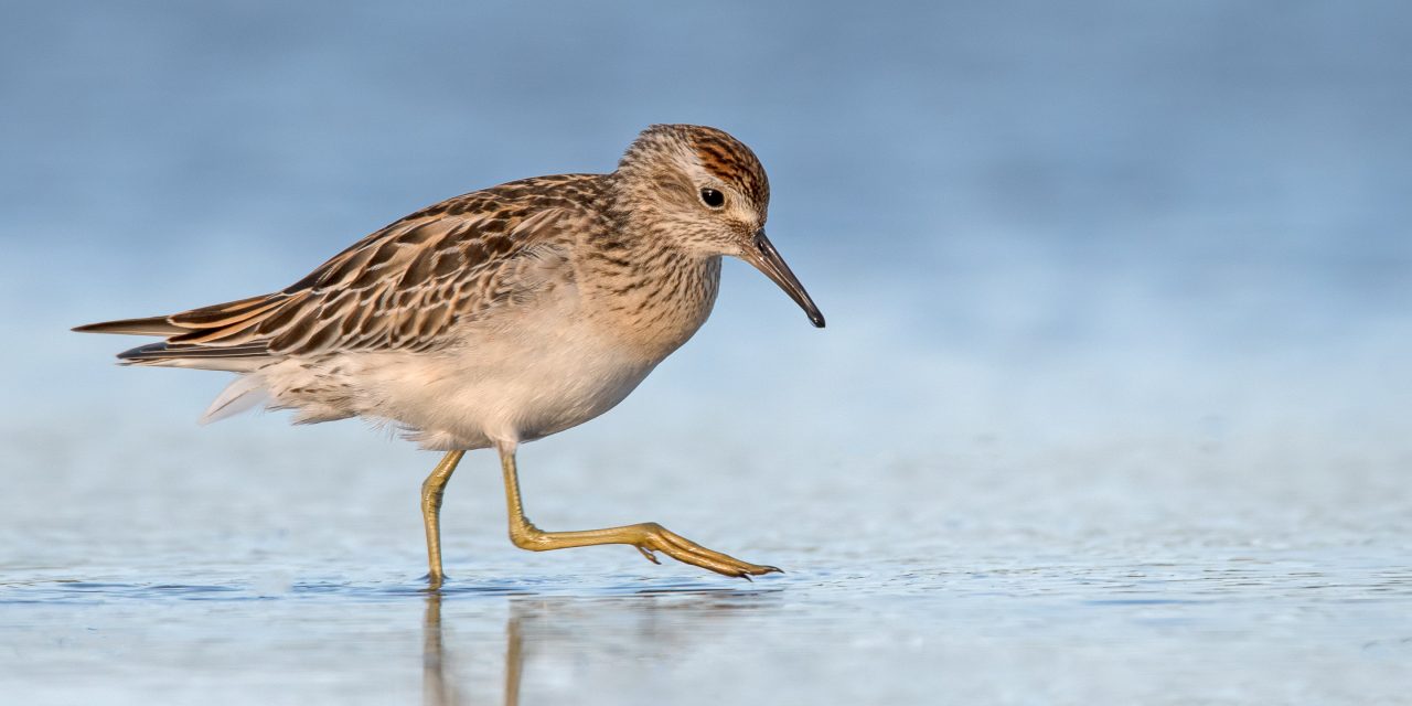 Government gags debate to rush through changes to environmental laws