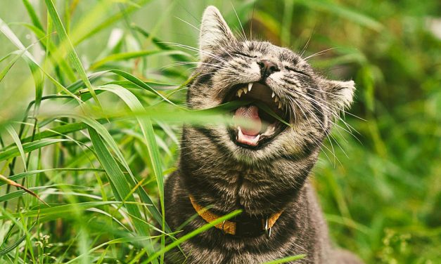 Greencross Vets urging local pet owners to be aware of the dangers of toxic flowers and plants