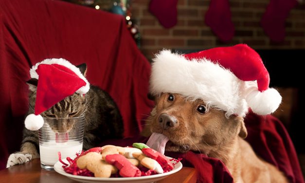 Festive but Safe: A Guide to Christmas Cheer and Fur Kids
