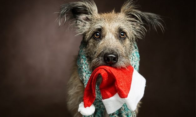 Pets are for life, not just Christmas
