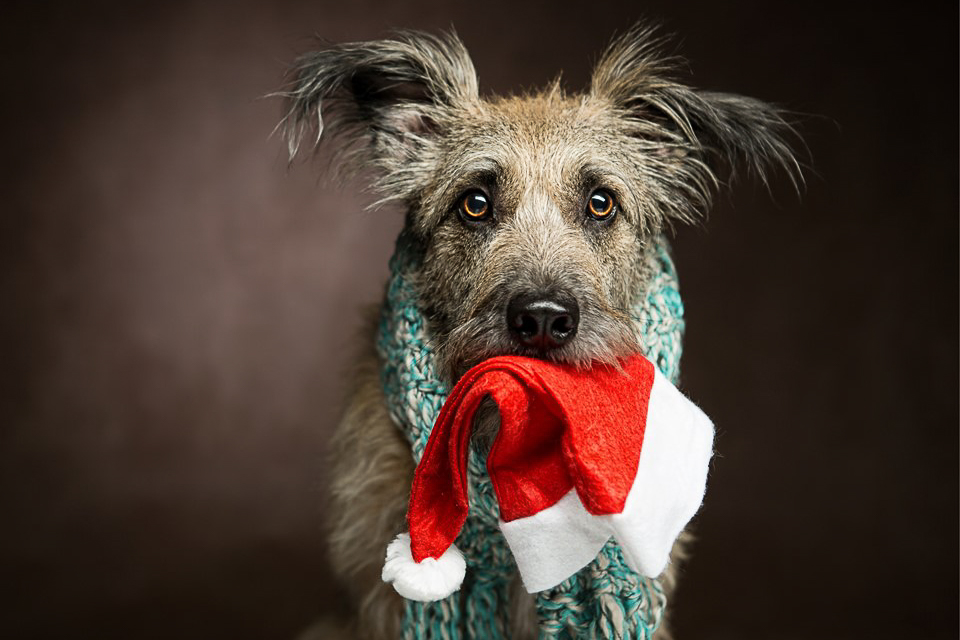 Pets are for life, not just Christmas