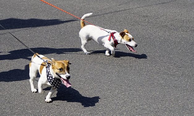 Too Hot to Trot: taking care of your dog in the heat