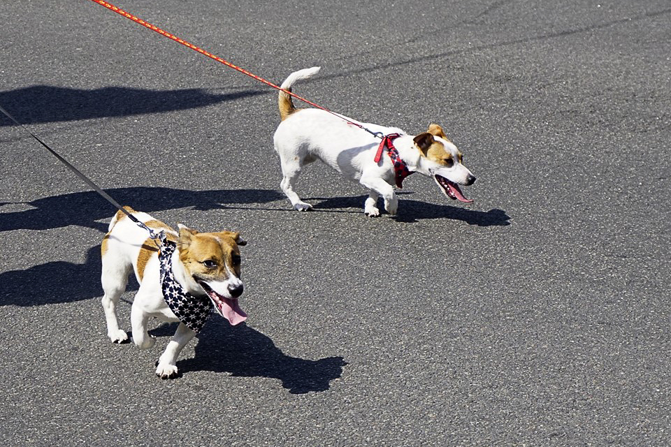 Too Hot to Trot: taking care of your dog in the heat