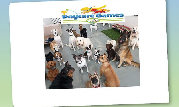 The Dog Gurus annual Daycare Games