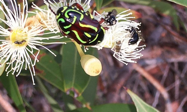Inviting Nature to Dinner: The benefits of bringing biodiversity to our backyards.