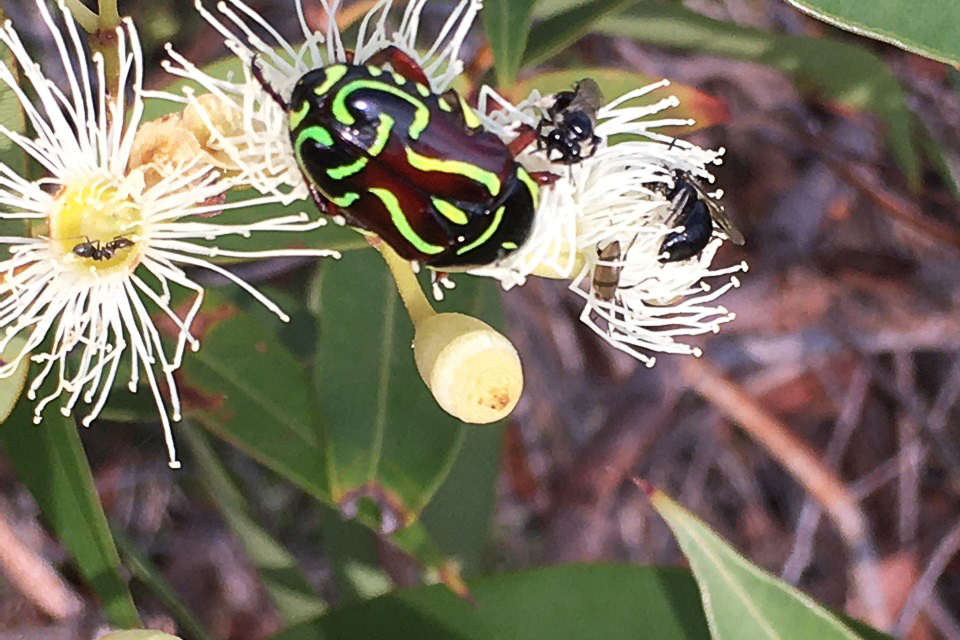 Inviting Nature to Dinner: The benefits of bringing biodiversity to our backyards.