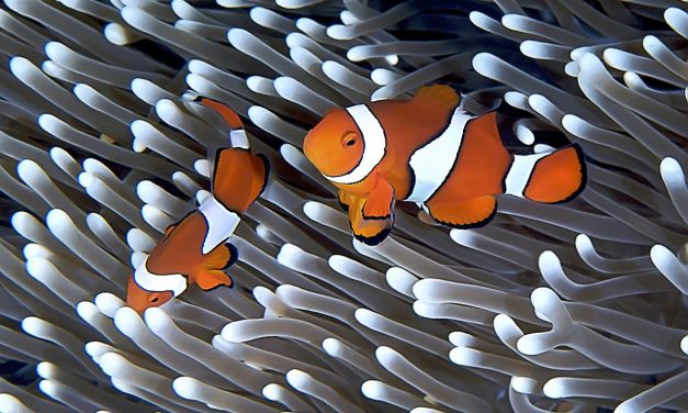 Review of National environment laws leads to calls for urgent reform