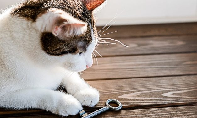 [OPINION] Legislation leaves renters choosing between homelessness and their fur kids.