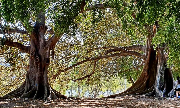 Can’t see the forest for the trees: Does environmental offsetting work?