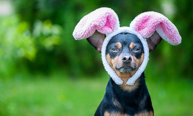 Vets warn Easter treats are toxic and potentially fatal to dogs