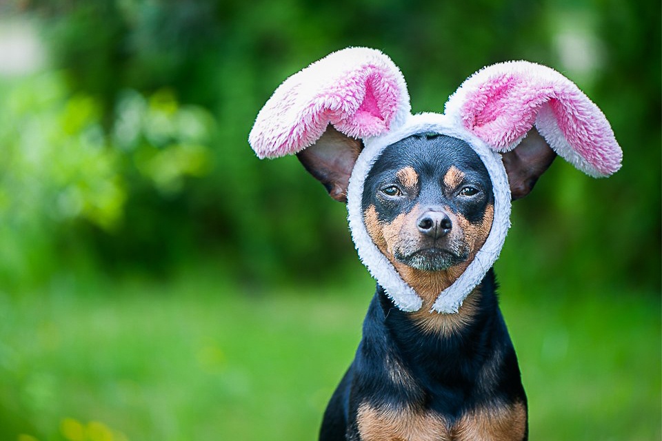 Vets warn Easter treats are toxic and potentially fatal to dogs