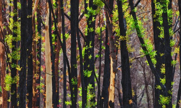 ‘Although we didn’t produce these problems, we suffer them’: 3 ways you can help in NAIDOC’s call to Heal Country