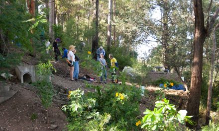 Highgate Hill Gully Restoration: Dr Manon Griffiths Parkland