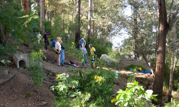 Highgate Hill Gully Restoration: Dr Manon Griffiths Parkland
