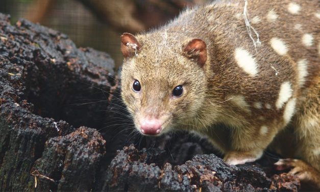 Terri Butler accuses Morrison Government of ‘woeful record’ on biodiversity