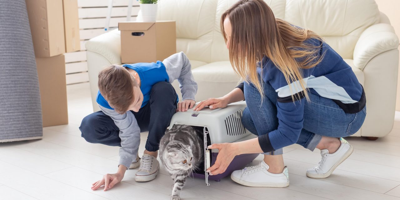Government passes new renting laws to mixed response.